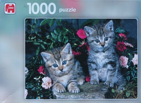 Twee Kittens
